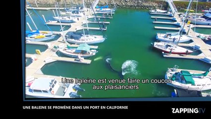 Los Angeles : une baleine se balade dans le port (Vidéo)