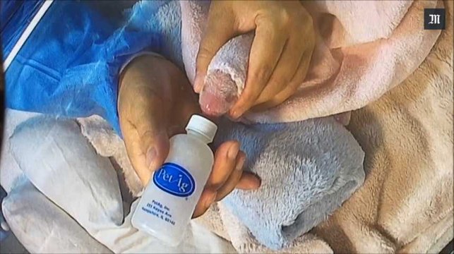 Premières naissances de bébés pandas en France