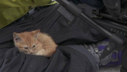 Ce chaton vient s'endormir sur les genoux d'un photographe !