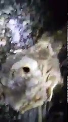 Cette baleine en décomposition est posée sur une plage !