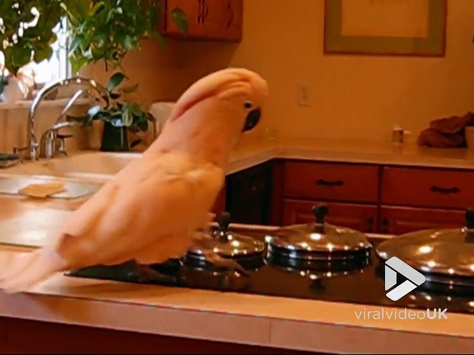 Ce perroquet devient fou dans la cuisine et pique du bec partout !