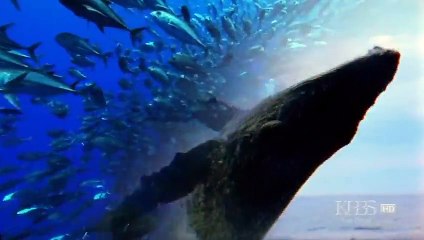 The Wolf That Changed America