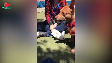 Adopt Peanut! // Chihuahua-Dachsund Mix // Adoption Featurette