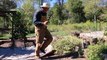 Early Fall Garden Update 2016: Lets Go Harvest 20 lbs of Red Jersey Sweet Potatoes, for $