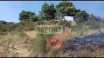 Report TV - Lushnje,zjarr në Ardenicë,digjen  sipërfaqe me ullishte dhe pisha