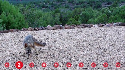 Marshmallow-Loving Foxes & Klepto Puppies! // Funny Animal Compilation