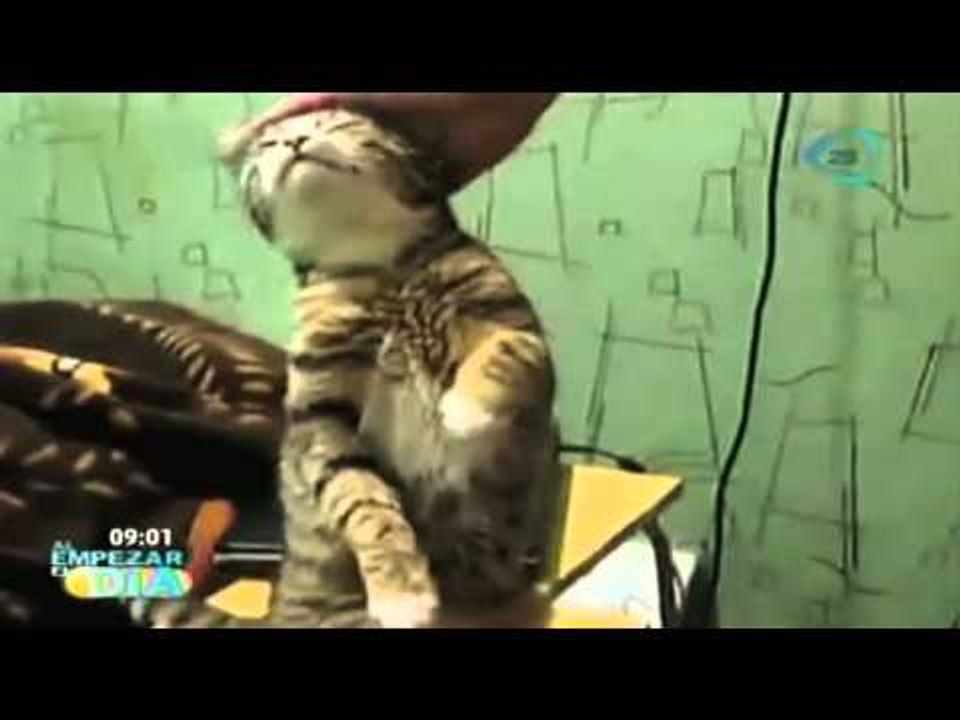 Gato pide cariño