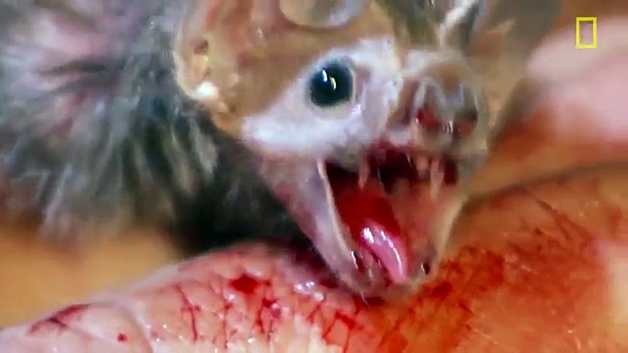 Real-Life Vampires Hunt with Stealth