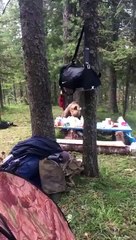 Cuando te cruzas a un oso que te está robando el picnic