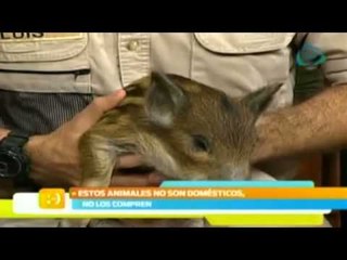 Africam Safari en el foro de Nuestro Día- 11 de noviembre 2014