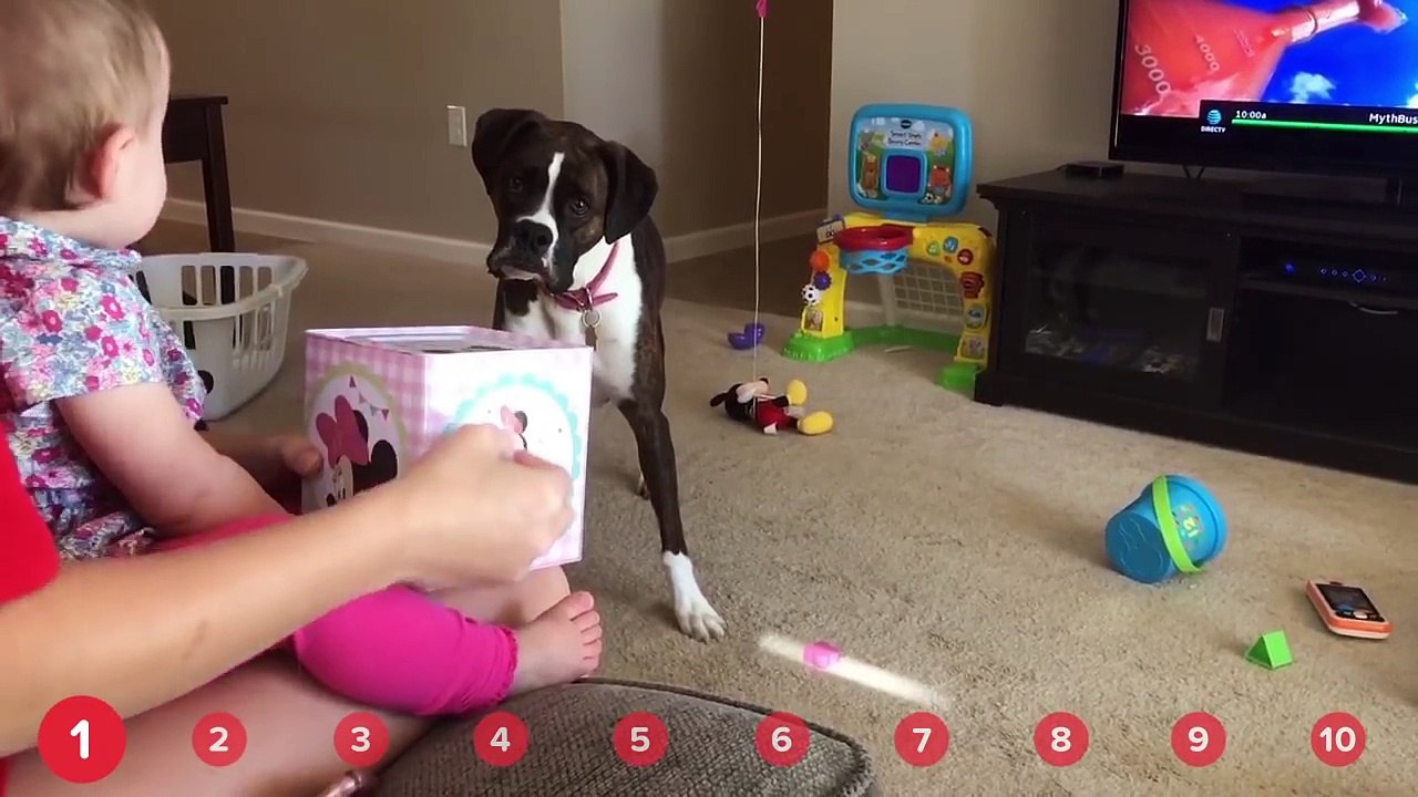 Puppies in Trouble & Crafty Bears! // Funny Animal Compilation
