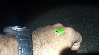 Friendly tree frog seeks human warmth on a frosty night