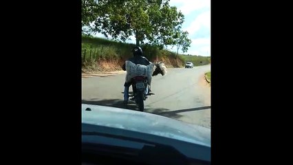 Avestruz é flagrado em rodovia do Sul do Estado
