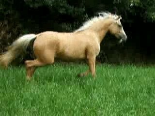 rose d'une gosse Au trot doucement