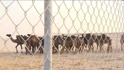 آلاف المواطنين والمقيمين تضرروا جراء الحصار المفروض على قطر