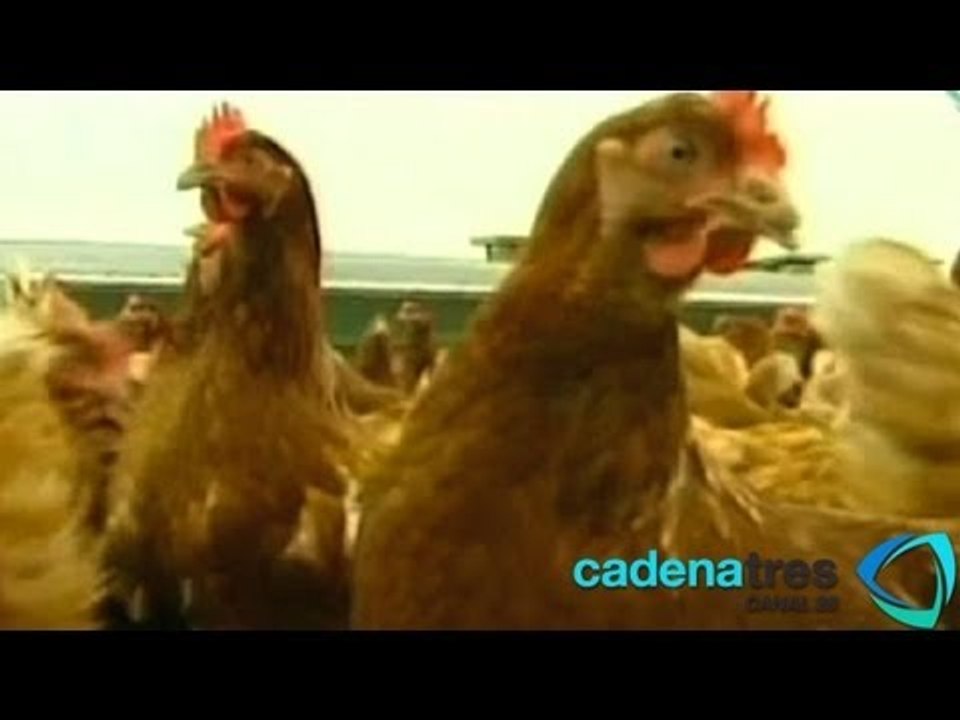 Prevén posible propagación de gripa aviar; sacrifican más de dos millones de aves