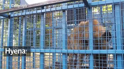 Aleppo zoo animals wait to be re-homed from Turkey rescue centre