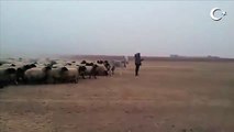 Kılıçdaroğlunun yürüşünden çok etkilenen Çoban . yürü be Kemal :)