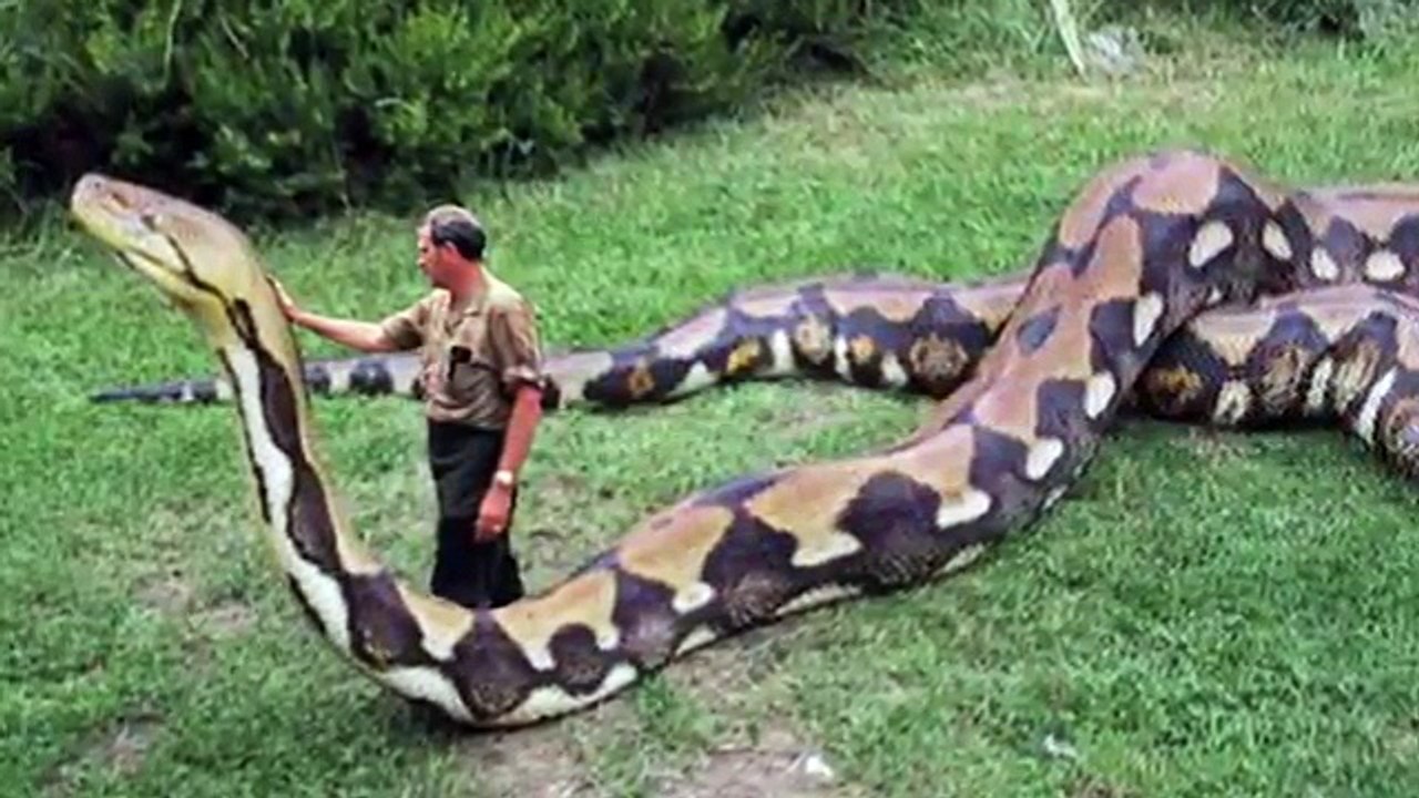 5_ANIMALS_WHO_KILLED_THEIR_TRAINERS