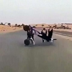 Arapların Akılalmaz Eğlencesi