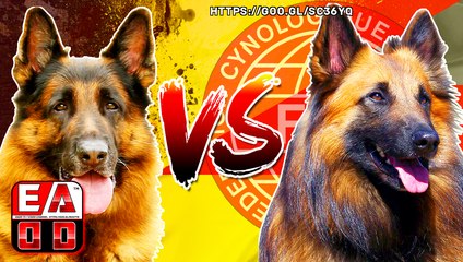 Pastor malinois vs Pastor aleman