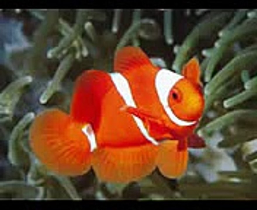 Clownfish (1)