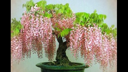 Blue Jacaranda (Jacaranda mimosifolia) or Wisteria Bonsai Tree ?