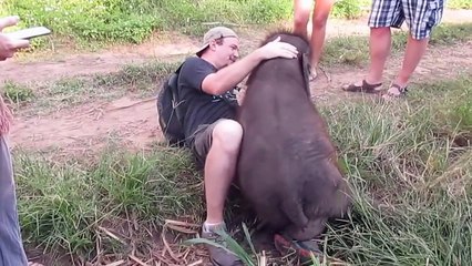 Baby Elephant loves to Cuddle