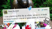 STOP POSTING HARAMBE MEMES!! Cincinnati Zoo Gives Up