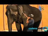 El maltrato a los animales en circos mexicanos