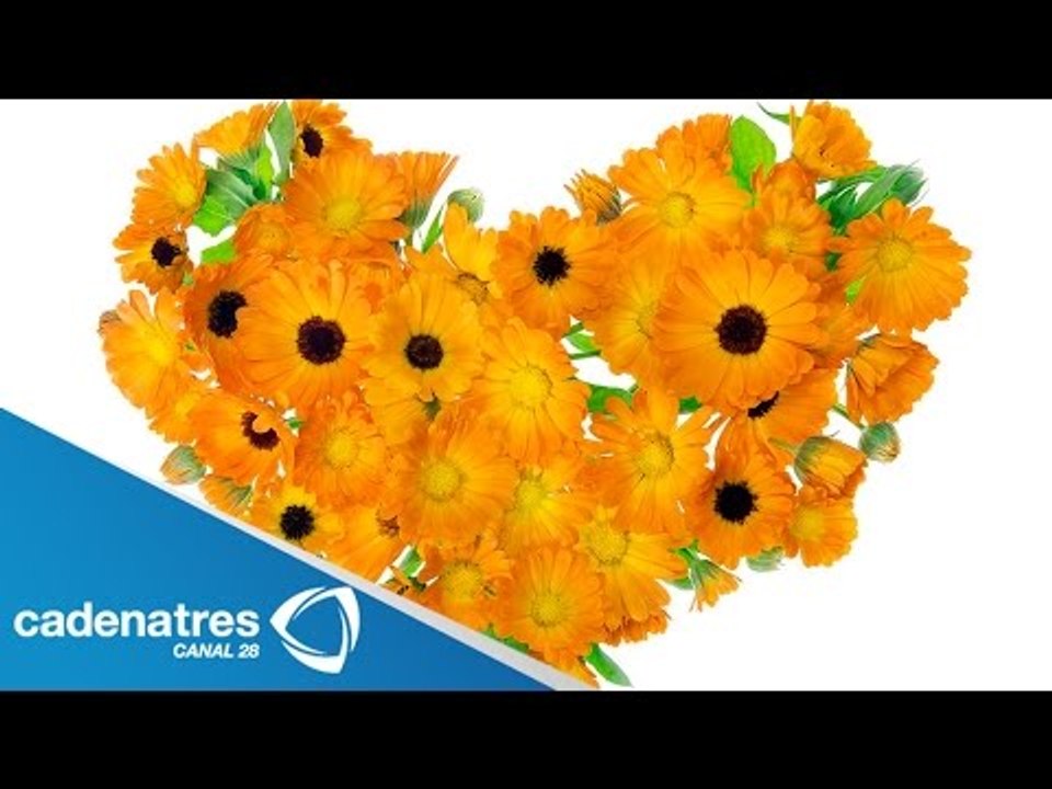 ¿Cuáles son los beneficios de la caléndula? / Tips espirituales