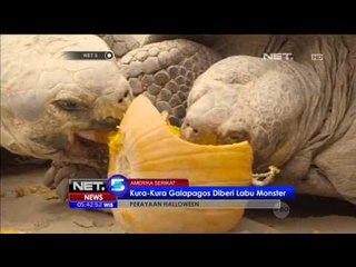 Kura-kura Galapagos Rayakan Halloween dengan Labu Kuning - NET 5