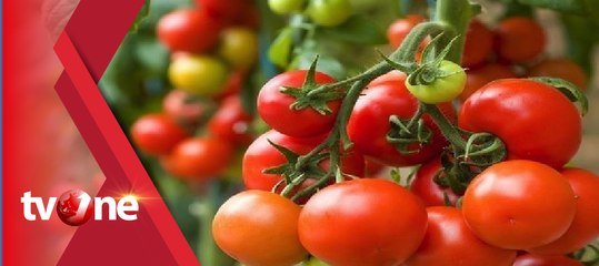 Hindari Debu Vulkanik Gunung Sinabung,  Petani Panen Lebih Awal