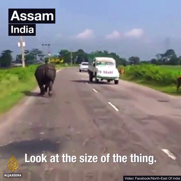 Un Rhinoceros seme la pagaille parmis les voitures