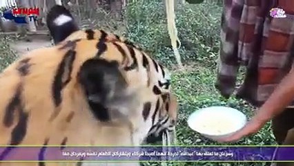 صداقات لا تصدق بين البشر والحيونات المفترسة