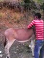 LOL- ROYAL DONKEY SAFARI