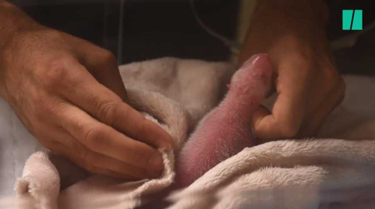 Les belles images de la naissance du premier panda sur le sol français