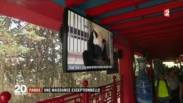 Les visiteurs se bousculent depuis hier au Zoo de Beauval après la naissance du bébé panda - Regardez