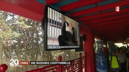 Les visiteurs se bousculent depuis hier au Zoo de Beauval après la naissance du bébé panda - Regardez