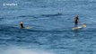 Dolphins share waves with surfers off South African coast
