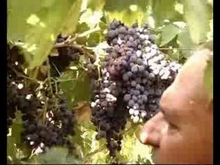 Vendemmia 2008 - buone prospettive per la produzione vitivinicola