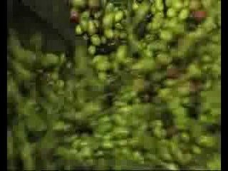 Un' annata coi fiocchi per la produzione olearia