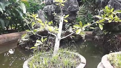 ᴴᴰ Best Cartoon For Kids 2016 ☆♥ Donald Duck & Nephews Straight Shooters