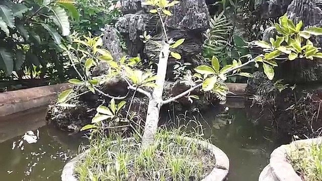 ᴴᴰ Best Cartoon For Kids 2016 ☆♥ Donald Duck & Nephews Straight Shooters