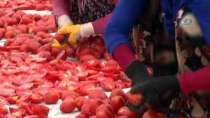 Torbalı’dan Dünyaya 60 Bin Ton Kuru Domates
