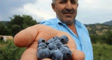 Bursa'da Bir Girişimci İlk Yaban Mersini Bahçesini Kurdu