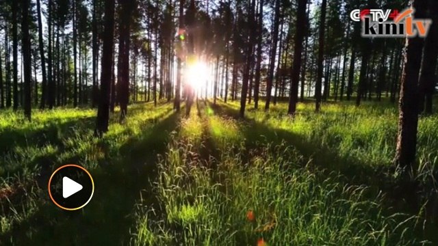 China turns desert to a forest in 50 years