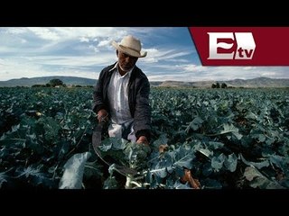 Situación actual del campo Mexicano / Opiniones Encontradas