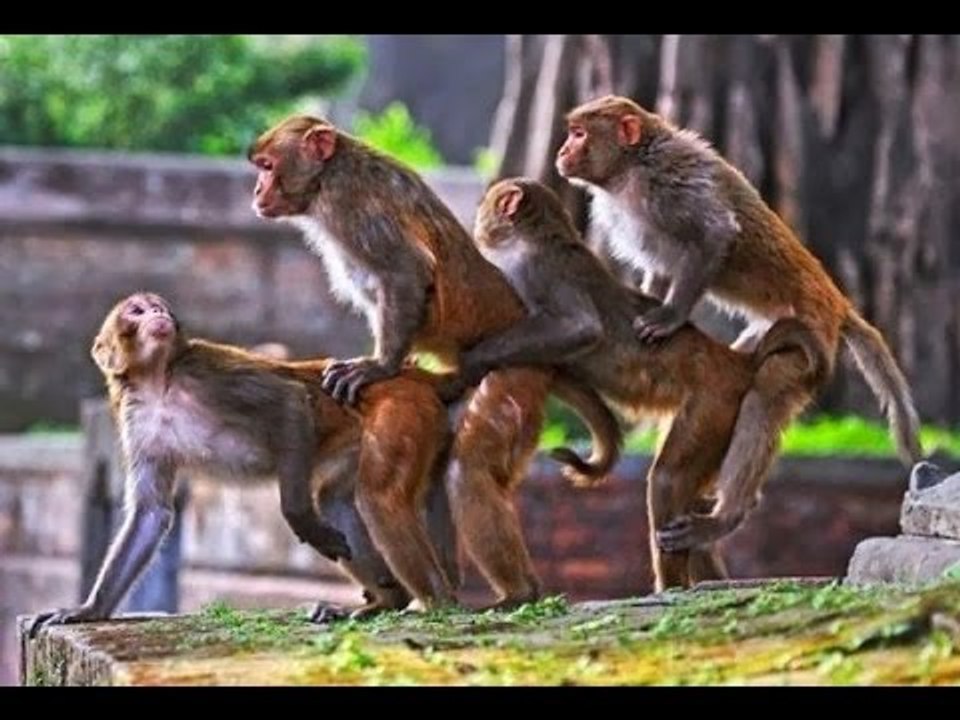 960px x 720px - Monkey Sex - video dailymotion