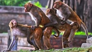 Monkey Sex